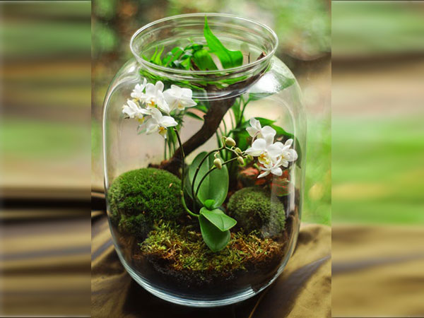 12. బాటిల్లో గ్రీన్ ఫారెస్ట్