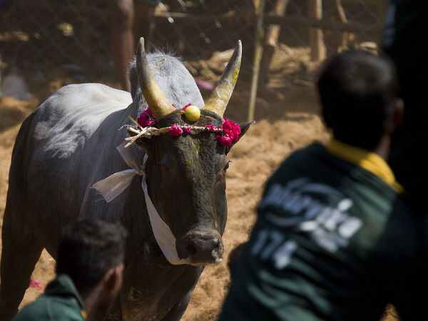 హరిదాసుల కీర్తనలు.