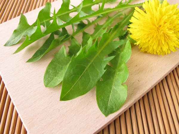 డాండెలైన్ ఆకుకూరలు