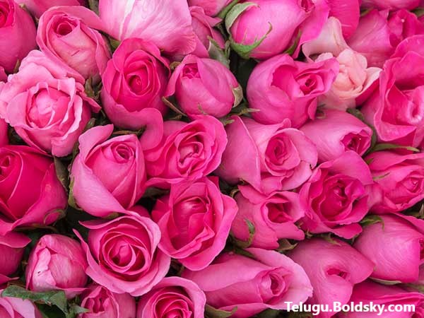 Happy Rose Day 2021: Wishes, quotes, messages, images, whatsapp status message in Telugu