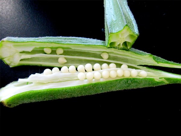 బెండకాయ మరియు డయాబెటిస్