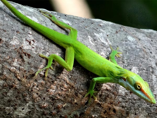 సరీసృపాలు