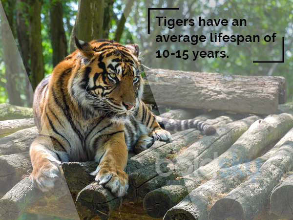 పులుల చరిత్ర..