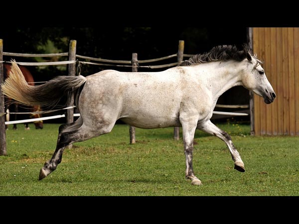 జంతువులు