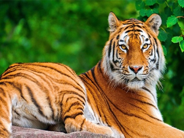 వన్యప్రాణుల సంరక్షణ..