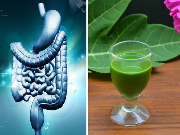 బొప్పాయి ఆకు రసం ఎలా తయారు చేయాలి?