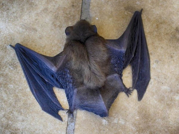 మార్బర్గ్ ఎలా వ్యాపిస్తుంది?