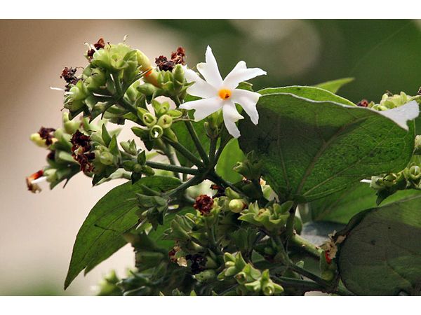 పారిజాత పుష్పం: