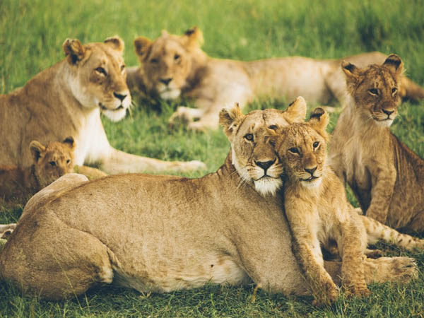 ఆడ సింహాలు..