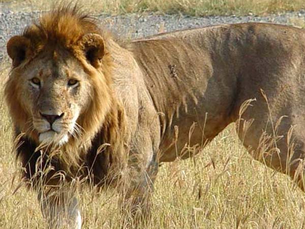 ఒకే రంగు..