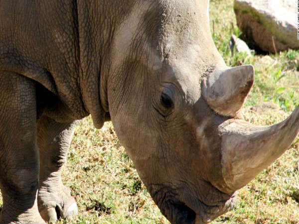 World Rhino Day 2021