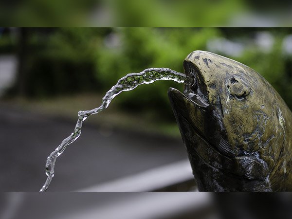 తాబేలు ఇంట్లోకి వస్తే..