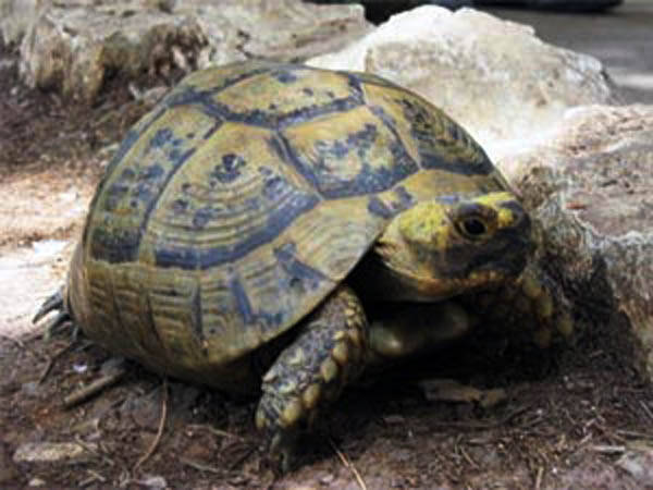 ఏ దిశలో అంటే..