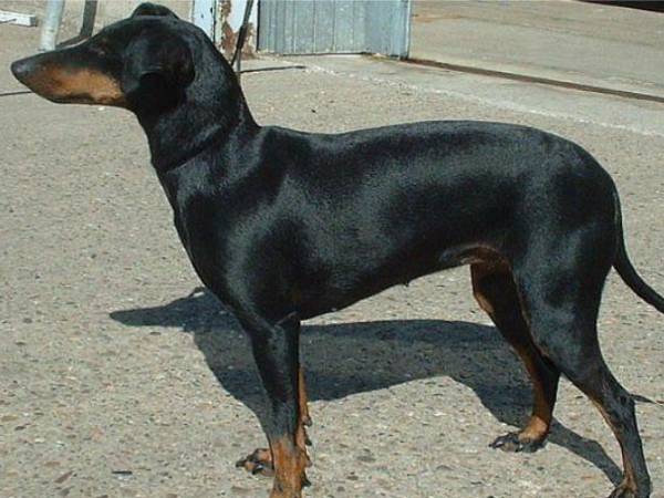 నల్ల కుక్క