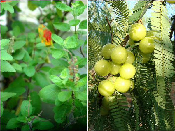 Kartika Masam 2021 : Reasons Why Picnic’s Are Done in Kartika month in Telugu