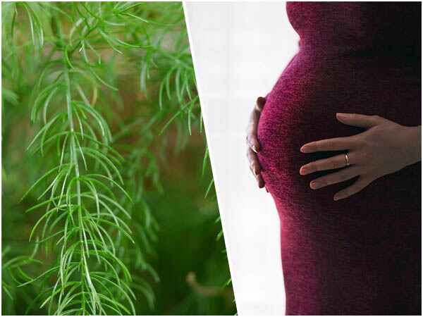  1) ఆస్పరాగస్