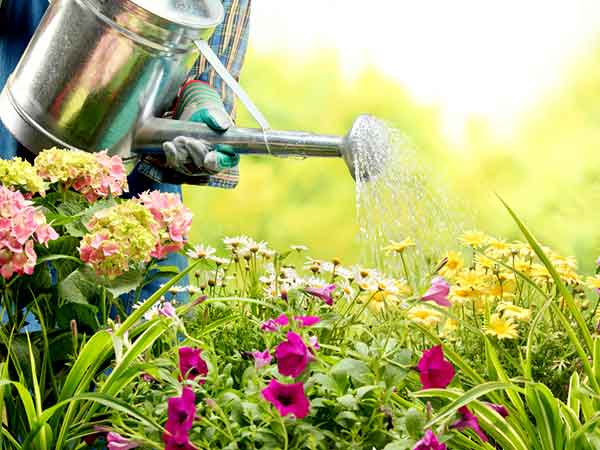  5. నీరు పోయడం