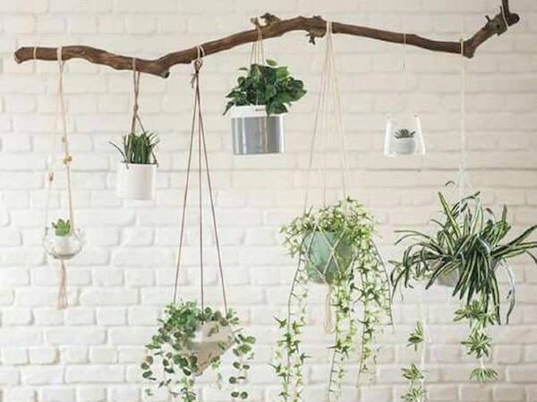  8. చక్కలపై మొక్కలను వేలాడదీయడం