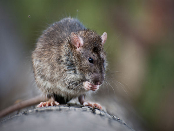 Lassa fever: First death confirmed in UK from new outbreak; Know Symptoms, Risks and Treatment in Telugu