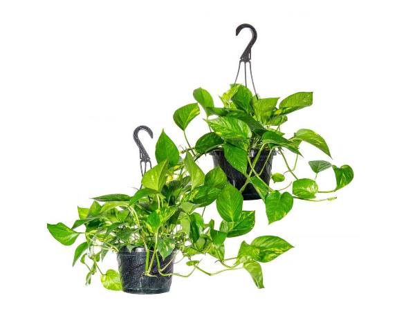 2. పోథోస్