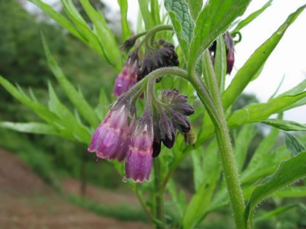 కాంప్రీ టీ అంటే ఏమిటి?