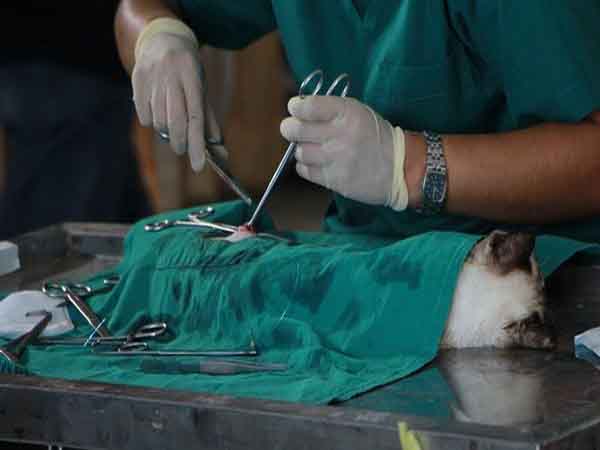 World Veterinary Day 2022: Date, Theme, History and Significance in Telugu