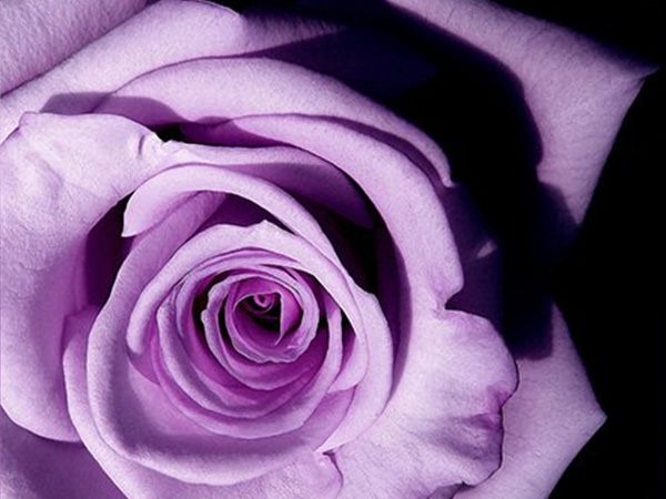 లావెండర్ గులాబీలు: