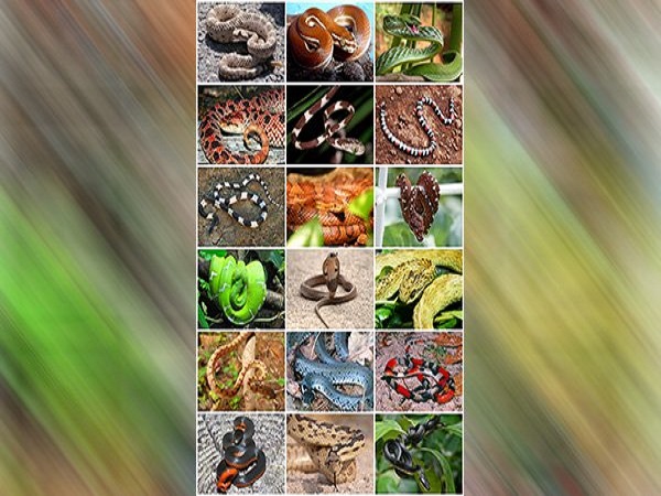 పాములు ఎన్నిరకాలు