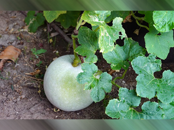 బూడిద గుమ్మడి ఎలా ఉంటుందంటే..