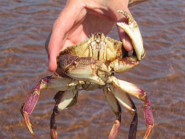 పోషకాహార సమాచారం