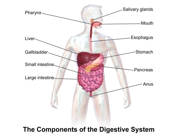 జీర్ణవ్యవస్థ బలహీనంగా మారడానికి కారణం ఏమిటి?