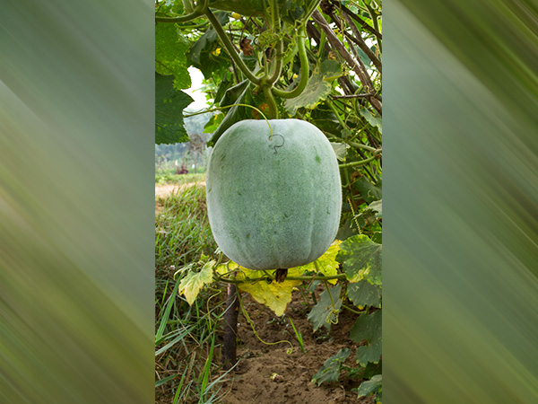 బూడిద గుమ్మడి ఆరోగ్య ప్రయోజనాలు: