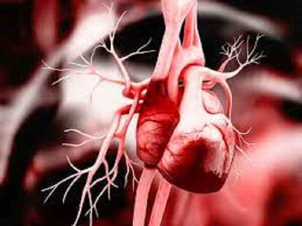 గుండె ఆరోగ్యాన్ని ఎలా కాపాడుకోవాలి?