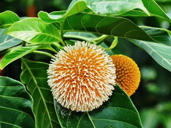  కదంబ పుష్పాలు