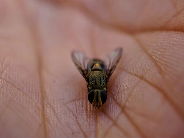 మీ వాకిలి నుండి ఈగలను ఎలా తిప్పికొట్టాలి