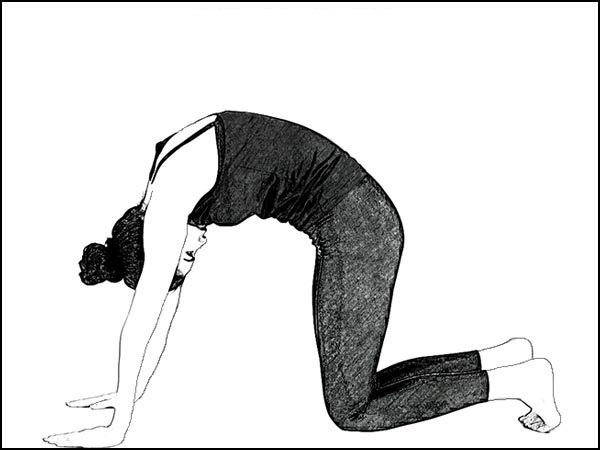 మార్జారియాసనా