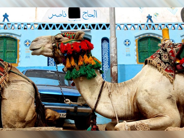 fifa world cup fans facing camel flu virus threat in Qatar