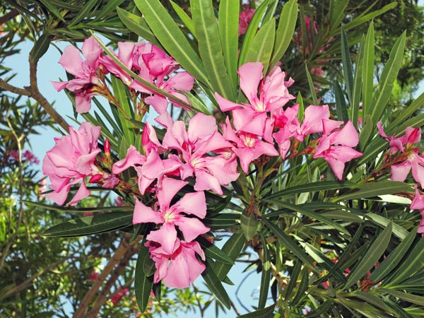 2. ఒలియాండర్