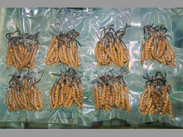 బంగారం కంటే విలువైనదేనా?