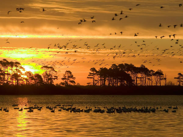 4. పోచారం అభయారణ్యం - మెదక్