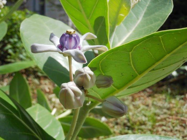 ఆక్/అకోడా/మదార్ మొక్క