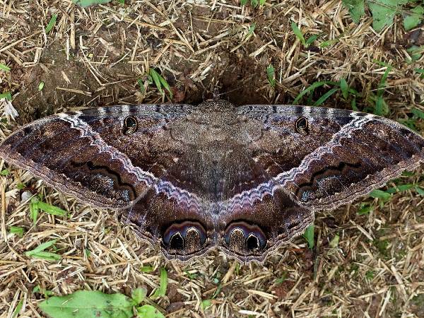 బటర్ ఆఫ్ డెత్