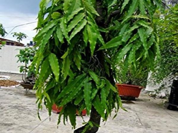 అశోక చెట్టు