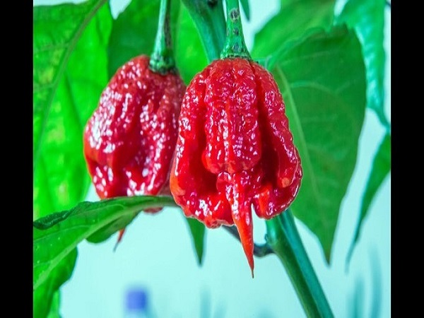 ఎర్ర మిరియాలు: