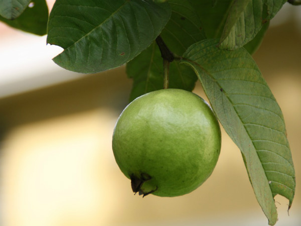 జామ ఆకు జామ ఆకు