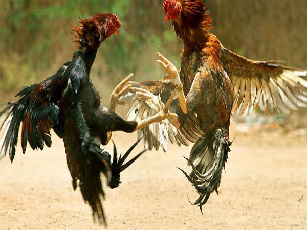 పందెం కోళ్లను ఎలా పెంచుతారు?