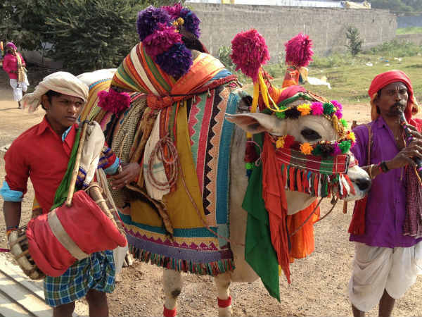 గంగిరెద్దు ప్రాముఖ్యత: