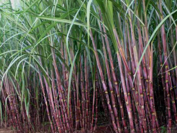 సంక్రాంతిలో నల్ల చెరకుకు ప్రత్యేక స్థానం ఉంది