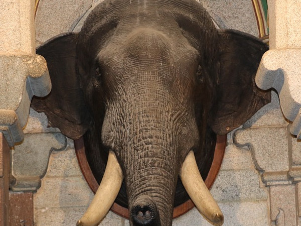 చనిపోయిన జంతువులు: