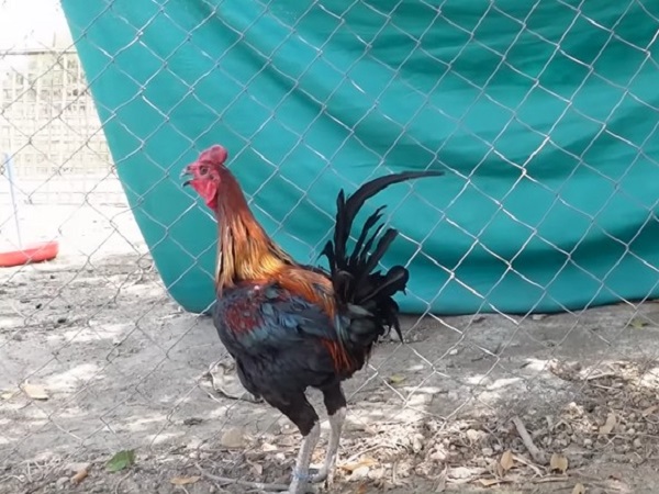 2. పెరువియన్